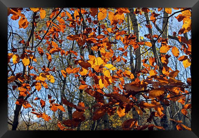 Autumn leaves Framed Print by Tony Murtagh