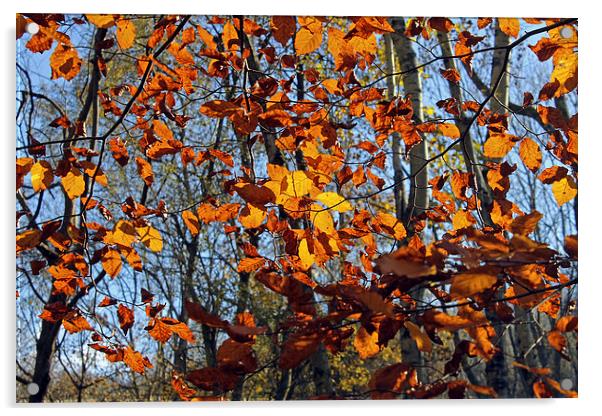 Autumn leaves Acrylic by Tony Murtagh