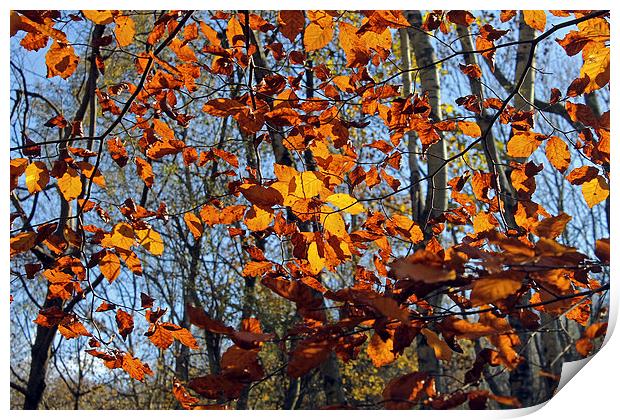 Autumn leaves Print by Tony Murtagh