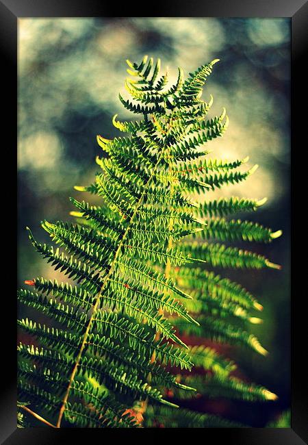The dancing ferns Framed Print by Annie Japaud