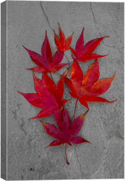 Acer Leaves On A Textured Background Canvas Print by Darren Burroughs