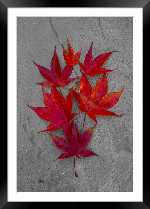 Acer Leaves On A Textured Background Framed Mounted Print by Darren Burroughs
