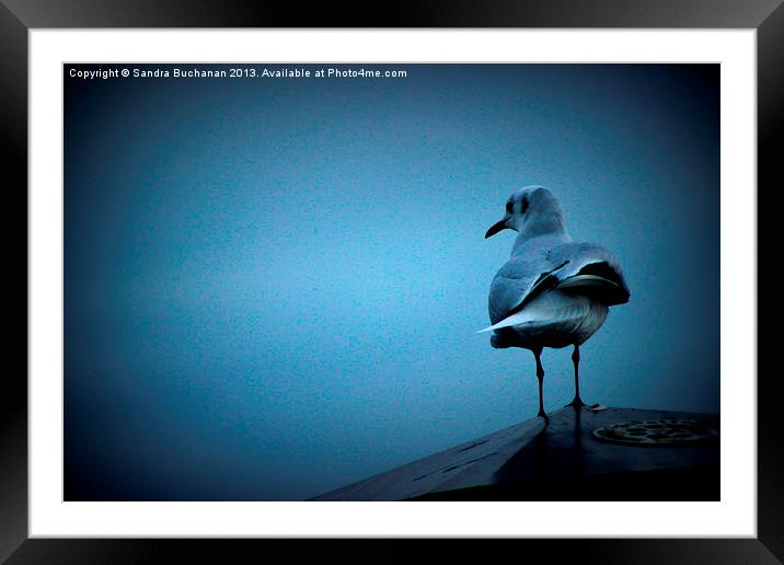 Lonely Gull Framed Mounted Print by Sandra Buchanan