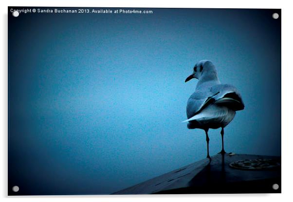 Lonely Gull Acrylic by Sandra Buchanan