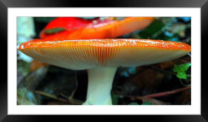 Big Red Mushroom Framed Mounted Print by Karen Harding