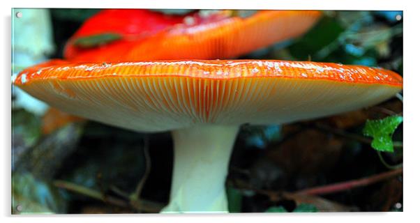 Big Red Mushroom Acrylic by Karen Harding
