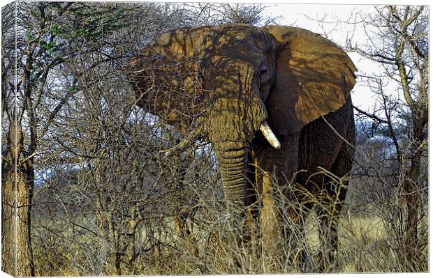 JST2713 African Bull Elephant Canvas Print by Jim Tampin