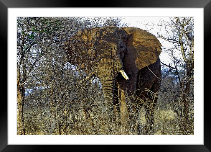 JST2713 African Bull Elephant Framed Mounted Print by Jim Tampin