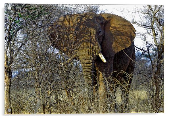 JST2713 African Bull Elephant Acrylic by Jim Tampin