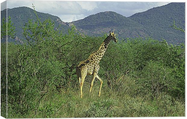 JST2671 Masai Giraffe Canvas Print by Jim Tampin