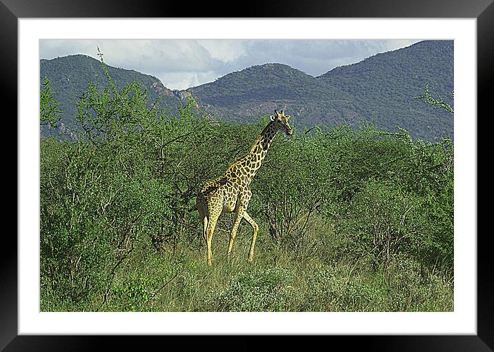 JST2671 Masai Giraffe Framed Mounted Print by Jim Tampin