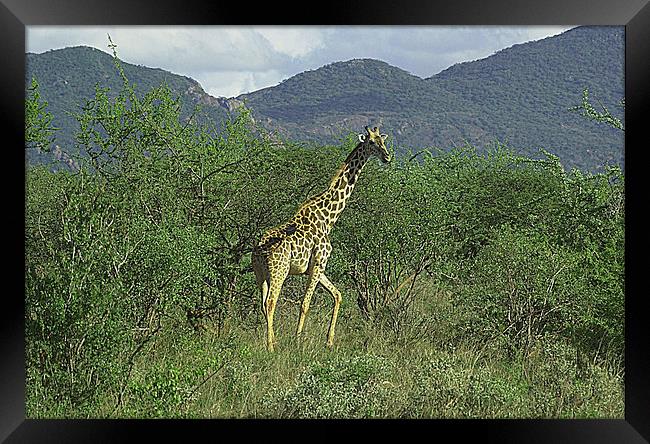 JST2671 Masai Giraffe Framed Print by Jim Tampin