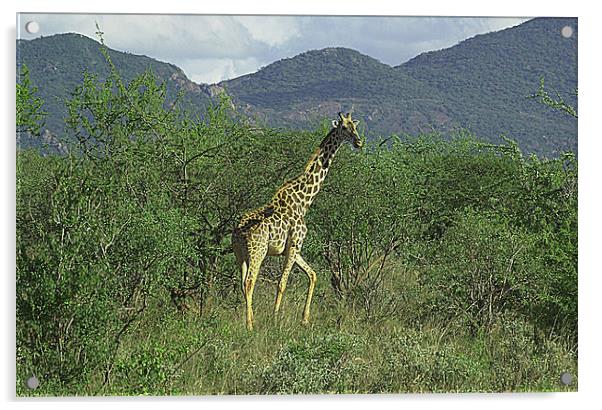 JST2671 Masai Giraffe Acrylic by Jim Tampin