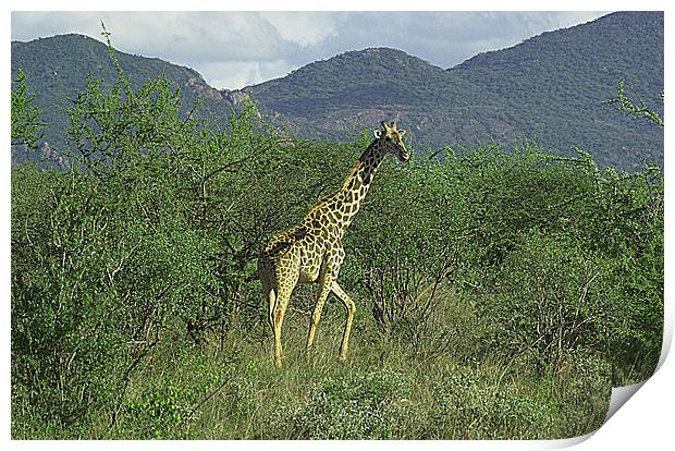 JST2671 Masai Giraffe Print by Jim Tampin