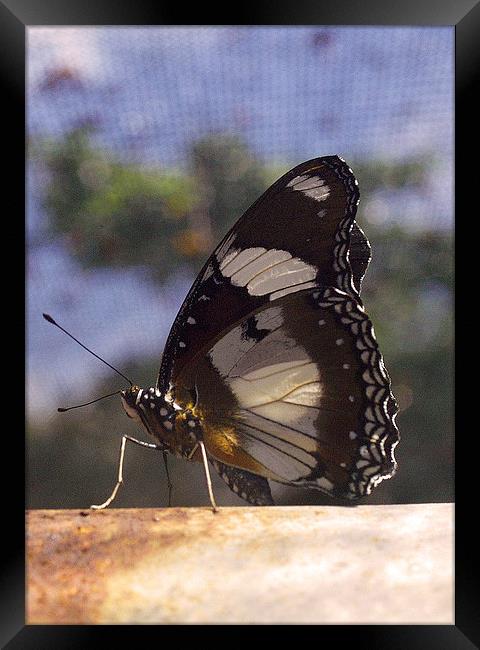 JST2663 Butterfly, Large Strched Swordtail Framed Print by Jim Tampin