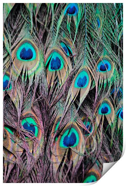 Peacock Print by Lynette Holmes