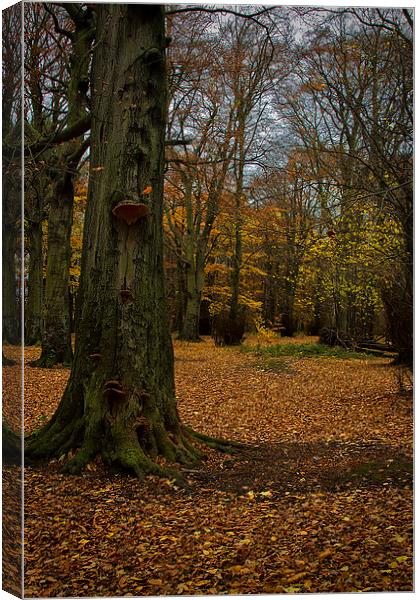 Woodland in Autumn Canvas Print by Jim Jones