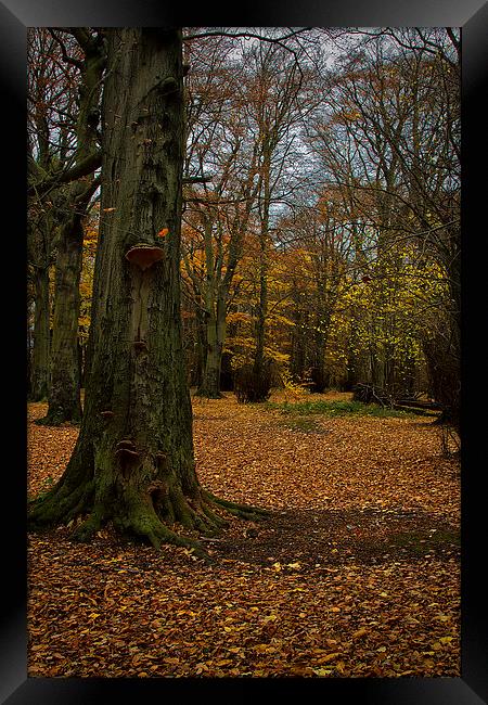 Woodland in Autumn Framed Print by Jim Jones