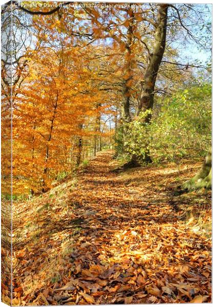 Autumn Colour, Derbyshire Canvas Print by David Birchall