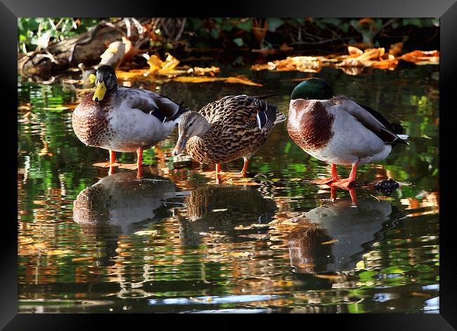 Mallard Ducks Framed Print by Tony Bates