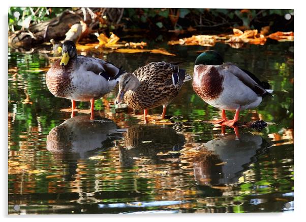 Mallard Ducks Acrylic by Tony Bates