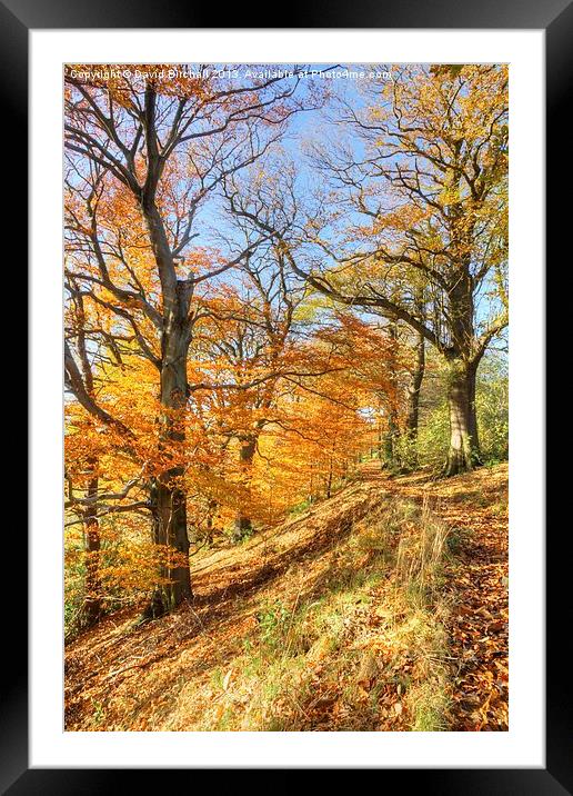 Autumn Colour, Derbyshire Framed Mounted Print by David Birchall
