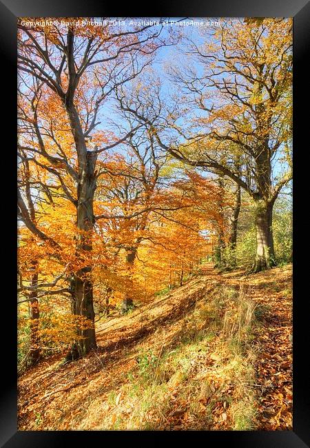 Autumn Colour, Derbyshire Framed Print by David Birchall