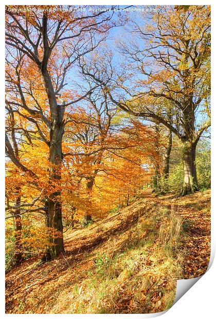 Autumn Colour, Derbyshire Print by David Birchall