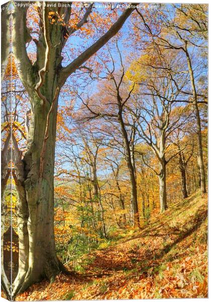 Beautiful Autumn Day, Derbyshire Canvas Print by David Birchall