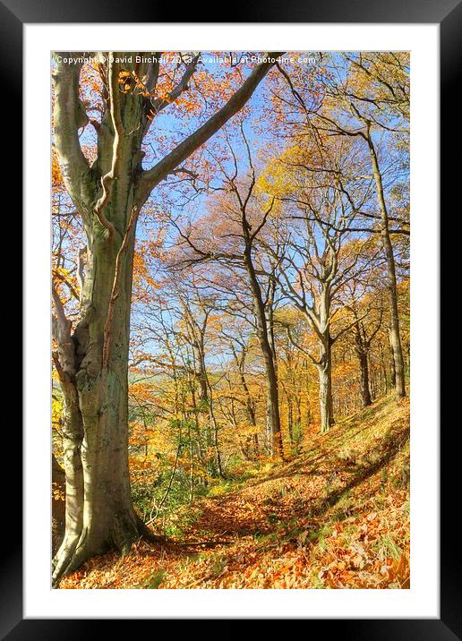 Beautiful Autumn Day, Derbyshire Framed Mounted Print by David Birchall