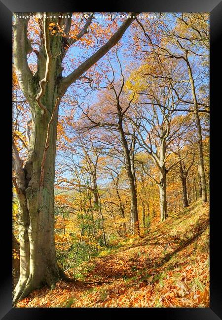 Beautiful Autumn Day, Derbyshire Framed Print by David Birchall