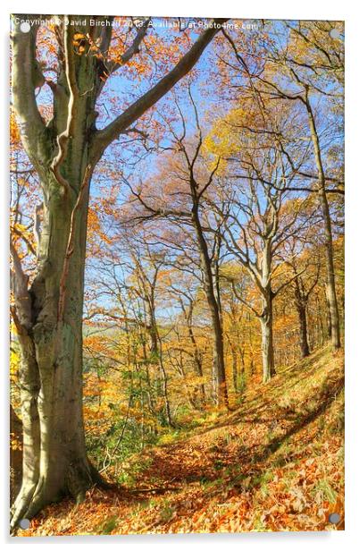 Beautiful Autumn Day, Derbyshire Acrylic by David Birchall