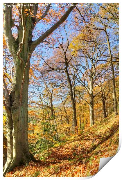 Beautiful Autumn Day, Derbyshire Print by David Birchall