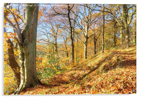 Autumn Colour, Derbyshire Acrylic by David Birchall