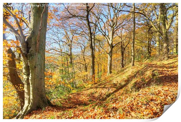 Autumn Colour, Derbyshire Print by David Birchall