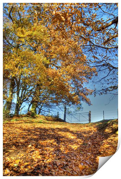 Autumn Colour, Derbyshire Print by David Birchall
