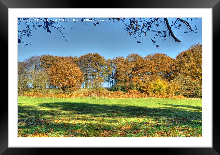 Autumn Copse, Derbyshire Framed Mounted Print by David Birchall