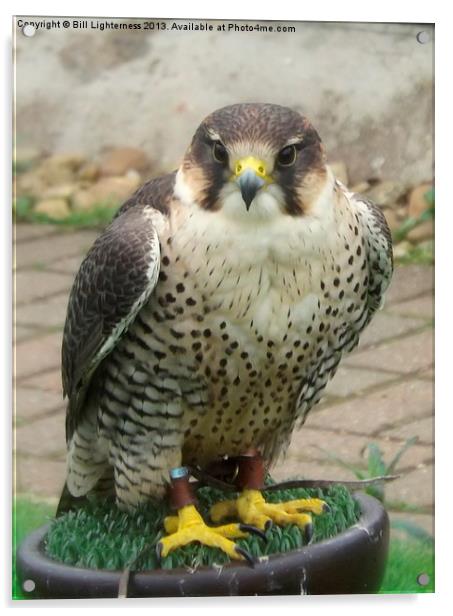 Peregrine Falcon Acrylic by Bill Lighterness