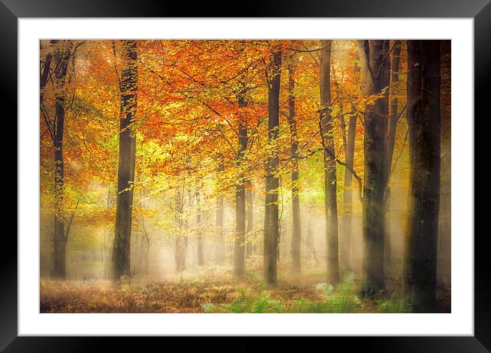 Autumn Gold Framed Mounted Print by Ian Hufton