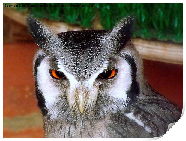 White faced scops owl Print by Bill Lighterness