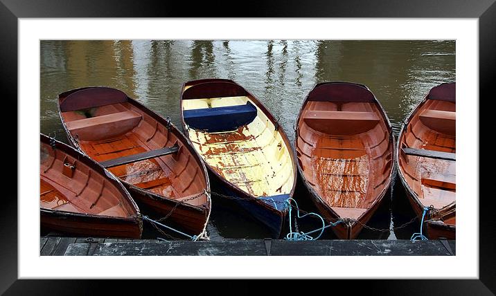 Oxford rowing boats Framed Mounted Print by Tony Bates