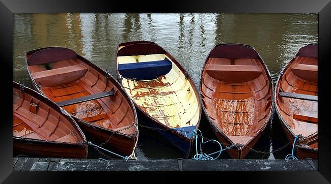 Oxford rowing boats Framed Print by Tony Bates