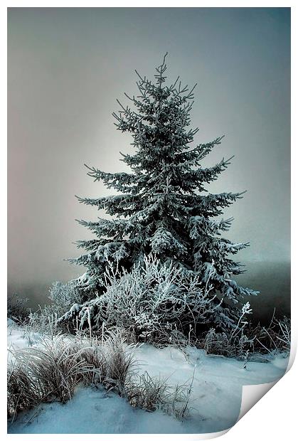 Majestic Winter Print by heather rivet