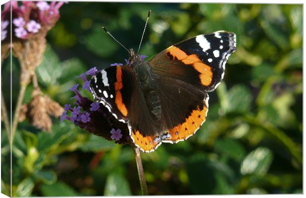 Red Admiral Canvas Print by Tom Edwards