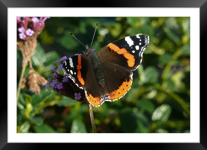 Red Admiral Framed Mounted Print by Tom Edwards