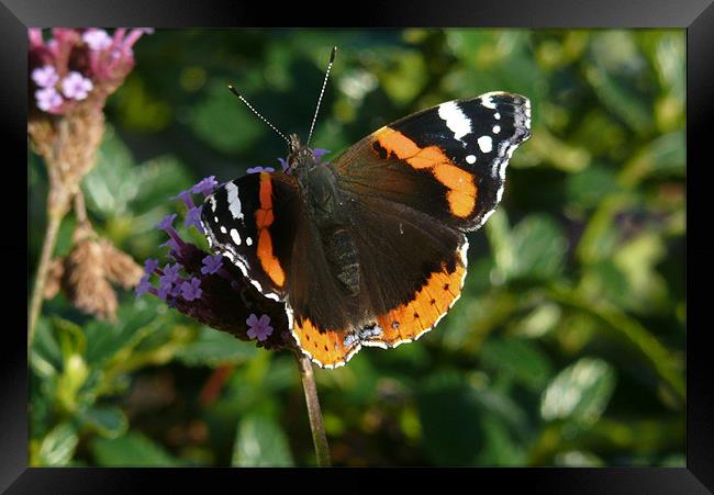 Red Admiral Framed Print by Tom Edwards