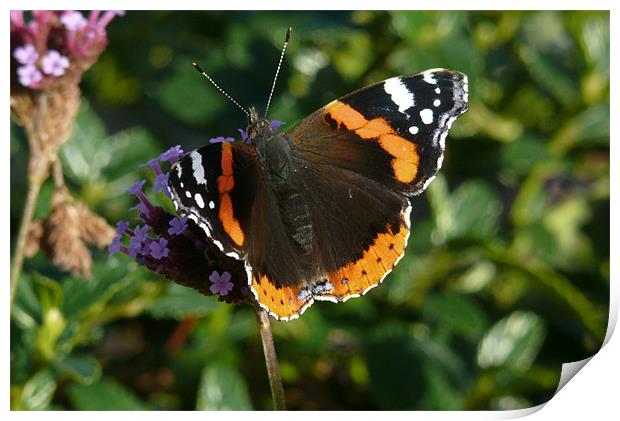 Red Admiral Print by Tom Edwards