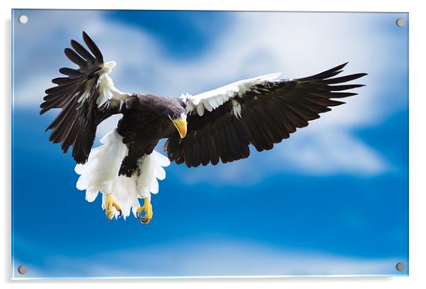 Sea Eagle Acrylic by Adrian Searle