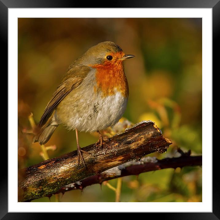 Winter Robin Framed Mounted Print by Mike Stephen