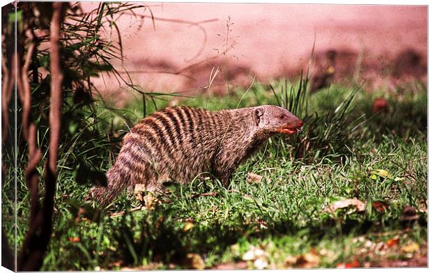 JST2660 Banded Mongoose Canvas Print by Jim Tampin